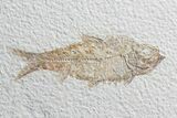 Multiple Knightia Fossil Fish - Wyoming #75984-2